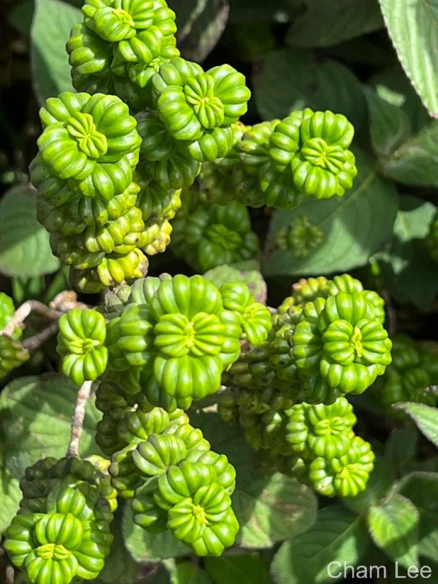 Hedyotis quinquinervia Thwaites